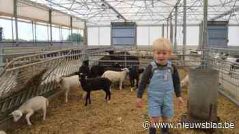 Hoeveslagerij houdt lammetjesdag: “Op vraag van sterrenchef uitgetest en goed bevonden”