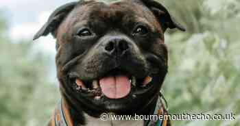 ‘Do not approach’: Dog still on the loose days after attacking police officer