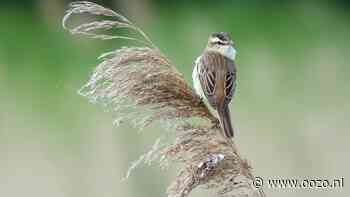 Vogelsafari Twiske: op zoek naar zomergasten