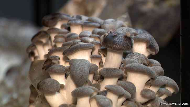 Little River Mushroom Co. is Positively Fort Wayne