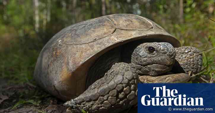 Gopher tortoises find new home on Florida coast after astonishing journey to flee hurricane