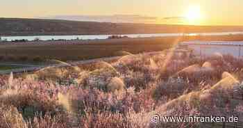Obstbauern: Frostschäden nicht so schlimm wie 2024