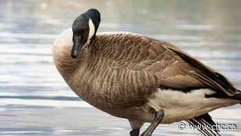 Spring goose hunters look to experts with questions about the spread of avian flu