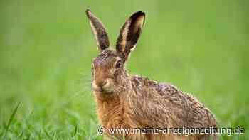 Hasenpest im Landkreis Freising: Veterinäramt empfiehlt Vorsichtsmaßnahmen