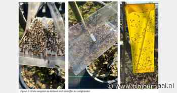 "Hoopvolle resultaten voor wegvangen van bessenbladwesp met vangbanden en lokstoffen"