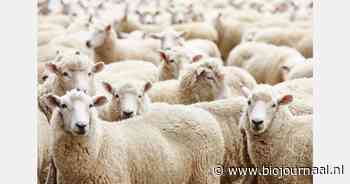 Positief besluit voor blauwtongvaccin Bultavo 3