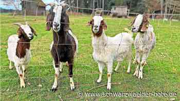 Waldfarm in Althengstett: Jetzt werden Ziegen-Paten gesucht