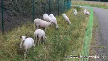 Gemeente rekent op Kempische Heideschapen om Japanse duizendknoop terug te dringen in Bloemendaal