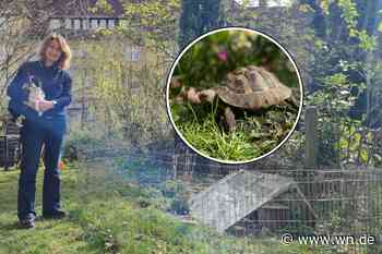 Familie im Erphoviertel hat eine Ausreißer-Schildkröte