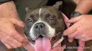 Highway hound that led FHP on chase on I-95 finds forever home