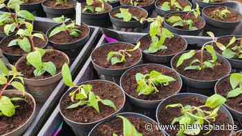 Quatrezout organiseert eerste plantenruildag