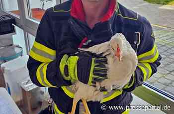 FW-M: Eingezwicktes Hühnchen (Giesing)