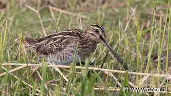 Met fluisterboot langs baltsende weidevogels in het Ilperveld