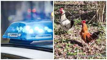 Gockel bei Tuntenhausen ausgesetzt? „Gnadenbrotplatz“ für 4 Hähne dringend gesucht!