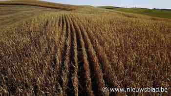 Ruziënde Diepenbeekse boeren staan terecht voor vechtpartij in tractor, vernielen van maïsveld én belaging