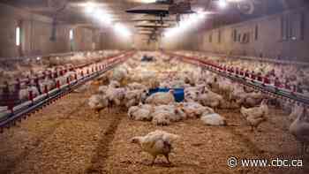 With 8.7 million birds dead, B.C. farmers assess avian flu toll, and worry about what's next