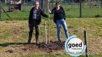 Als klein jongetje plantte Roland een treurwilg in Gotem, 50 jaar later plant hij op exact dezelfde plek een nieuwe