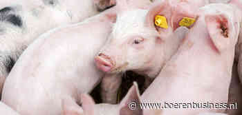 Biggenprijs stijgt langer door dan andere jaren