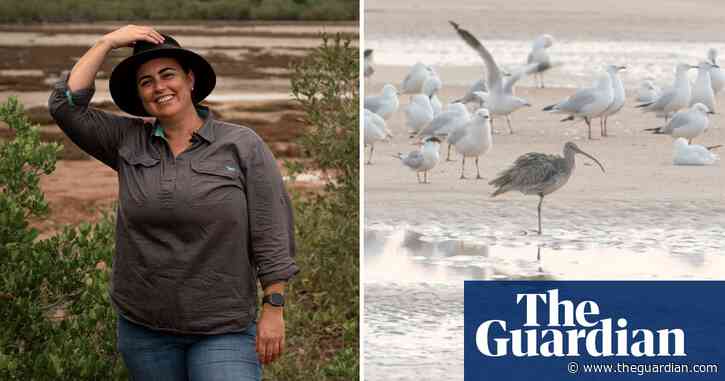 Endangered far eastern curlews, and the scientist standing up for them – video