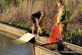 Brandweer redt eendjes uit vijver