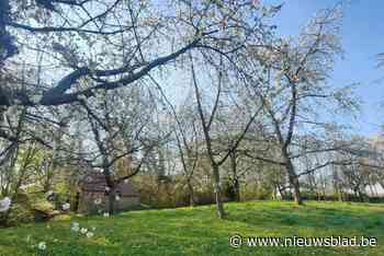 Meer aandacht voor boomgaarden in Zennevallei: onder meer snoeibeurt in park Boesdaal