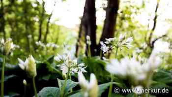 „Bedrohliche Zustände schon durch kleine Mengen“: Expertin erklärt, worauf beim Bärlauchpflücken zu achten ist