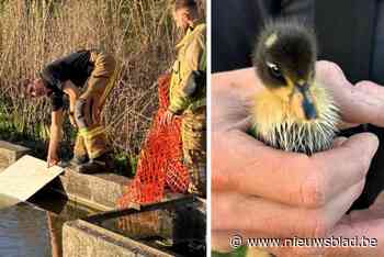Brandweer helpt eendjes op het droge met behulp van oude zitbank