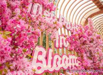 ‘Art of Pink’ night market celebrates cherry blossoms in Pentagon City this Friday