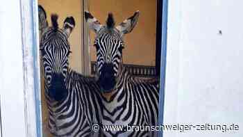 Zebras & Affen an Bord: Polizei stoppt mutmaßliche Tierschmuggler