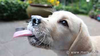 Fünf Hunderassen, die ideal für Anfänger sind, laut Tierarzt – Platz 5 sorgt für eine Überraschung