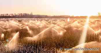 Mooi beeld: sproeiers zorgen ervoor dat fruitbomen niet bevriezen