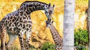 Newly born Masai giraffe makes debut at Disney's Animal Kingdom
