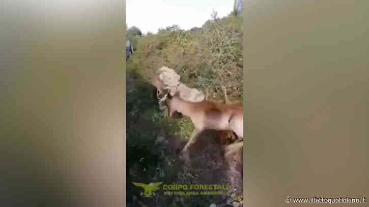 Daino intrappolato nel fino spinato al confine col poligono: il salvataggio in Sardegna