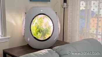 Are smart planters legit? I tested one at home for 45 days, and here's how it went