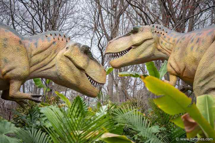 What’s happening | Bronx Night Market, fun children’s activities and more