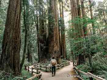 AI Decisioning vs. Enterprise Decisioning: What CX Leaders Need to Know