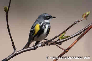 Warblers and flycatchers return, rhizomes are effective reproducers