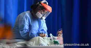 Filthy farms and markets are ticking time bombs for new deadly viruses that can jump from animals to humans