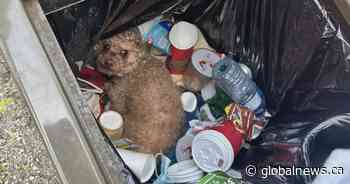 ‘Complete cruelty’: B.C. couple finds sick, injured poodle thrown in the trash