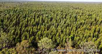 From forest to fodder | Dergholm block may suit a tree changer