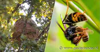 Eerste nesten van Aziatische hoornaars duiken op: wat doe je als je er één vindt?
