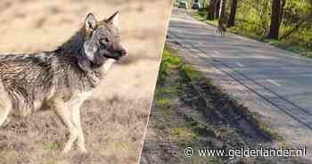 Jip (12) komt op klaarlichte dag een wolf tegen: ‘Ik ben direct gaan filmen en foto’s maken’