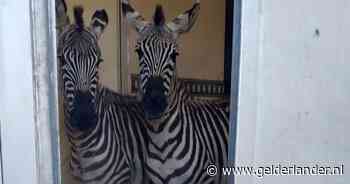Twee Polen betrapt die zebra’s en apen uit Nederland wilden smokkelen