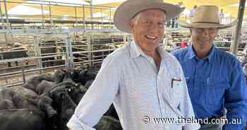 Trump's tarrifs take backseat as recent rain lifts Dubbo cattle market