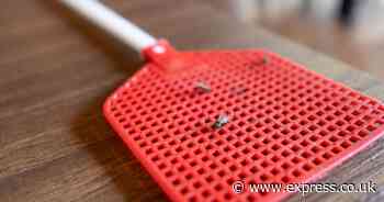 Flies will stay away from your home if 1 item they can't stand is placed near windows