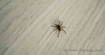 Banish spiders and fruit flies from your home with six natural ingredients