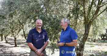 Urge to buy local: olive oil growers reaping benefits of European shortfall