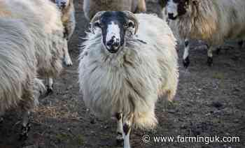 Chance for sheep farmers to test ewes for enzootic abortion