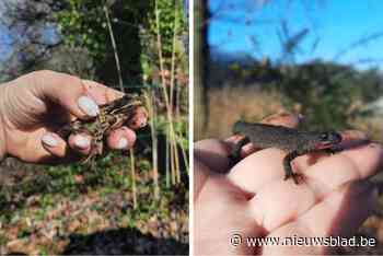 Hier staken 6.349 amfibieën veilig de baan over: “Ruim dubbel zo veel als twee jaar geleden”