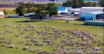 Sheep powerhouse with 10,500 DSE capacity hits the market near Goulburn